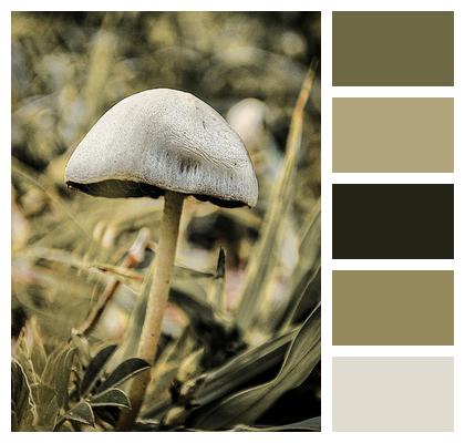 Mushroom Fungus Forest Floor Image